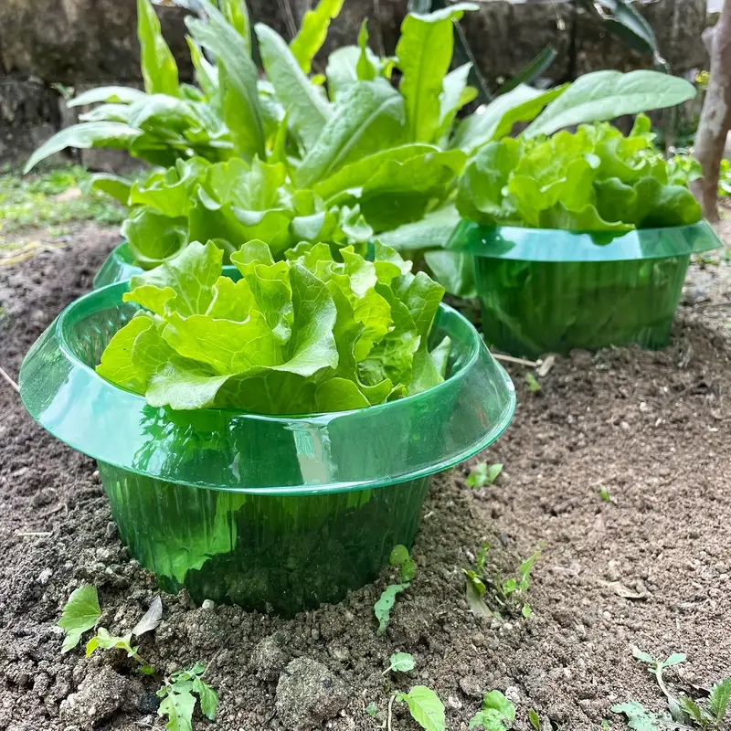 Plantas slug proteção anéis le - Gardening Tools Green avaliação e preço
