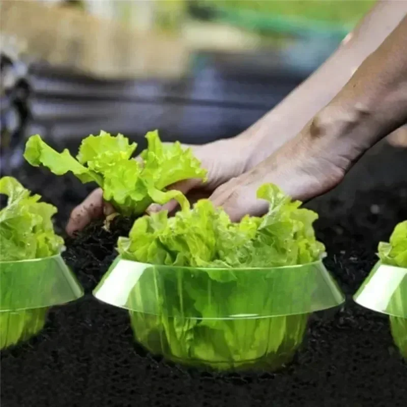 Plantas slug proteção anéis le - Gardening Tools Green avaliação e preço