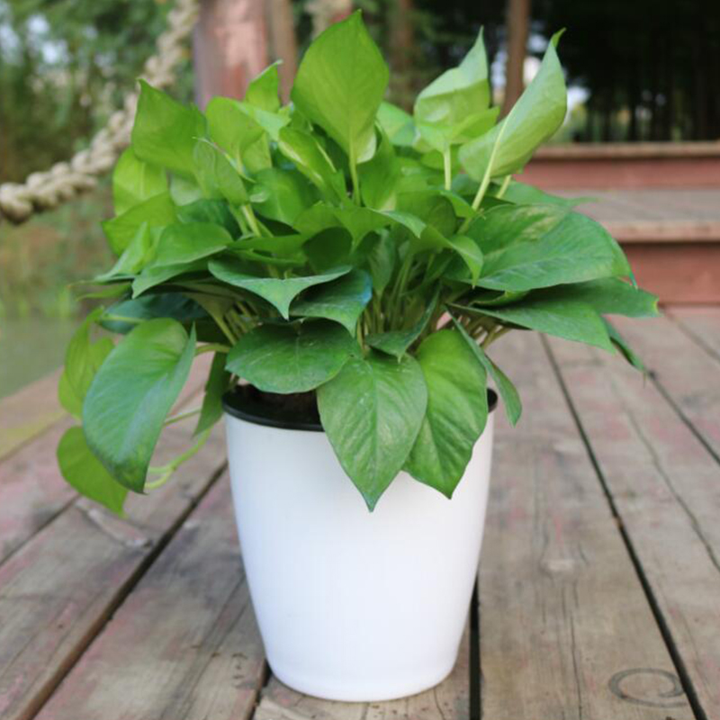 Vaso de Flores Automático Lazy - Gardening Tools Green avaliação e preço